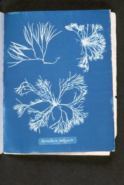 Furcelleria fastigiata, uit 