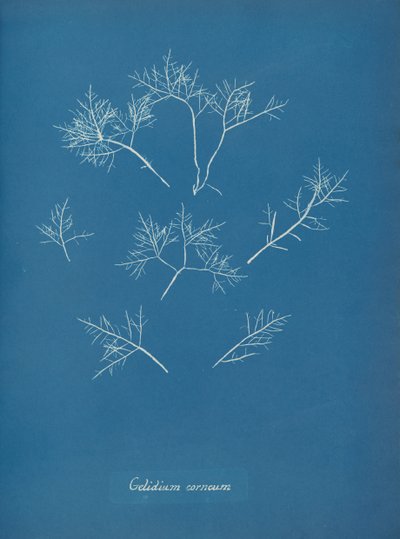 Gelidium corneum, ca. 1853 door Anna Atkins