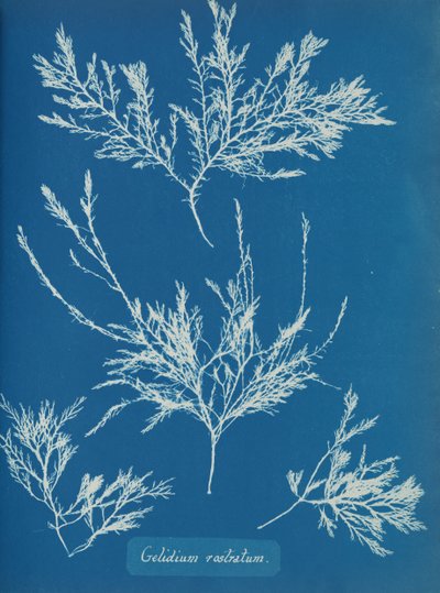 Gelidium rostratum door Anna Atkins
