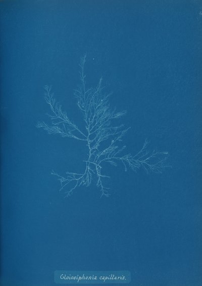 Gloisiphonia capillaris, ca. 1853 door Anna Atkins