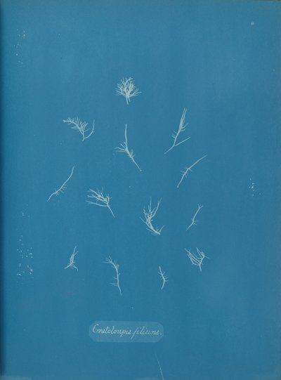 Grateloupia filicina, ca. 1853 door Anna Atkins