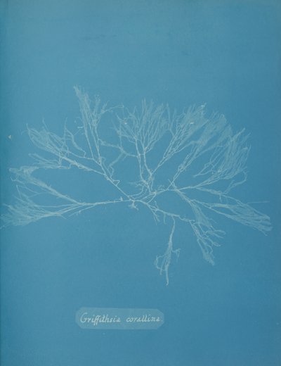 Griffithsia corallina, ca. 1853 door Anna Atkins