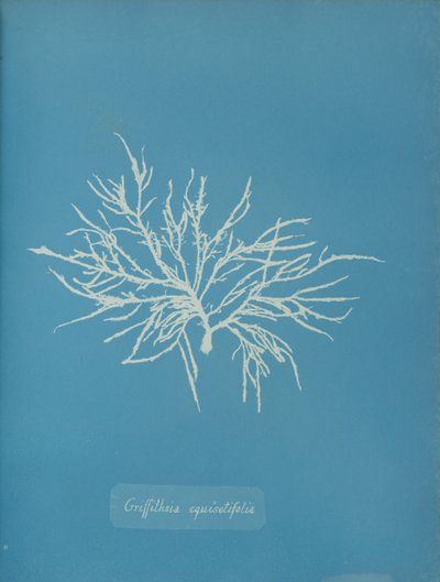 Griffithsia equisetifolia, ca. 1853 door Anna Atkins