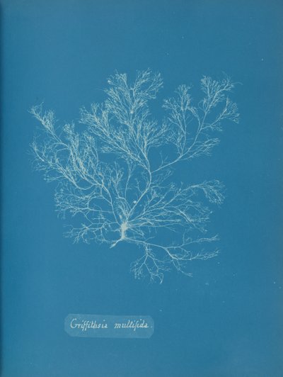 Griffithsia multifida, ca. 1853 door Anna Atkins