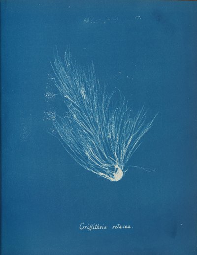 Griffithsia setacea, ca. 1853 door Anna Atkins