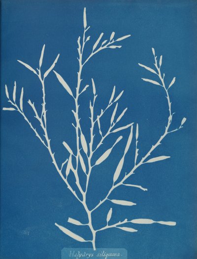 Halydrys siliquosa door Anna Atkins