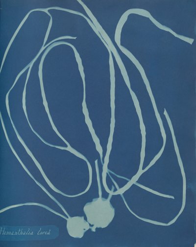 Himanthalia lorea, ca. 1853 door Anna Atkins
