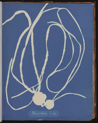 Himanthalia lorea uit 
