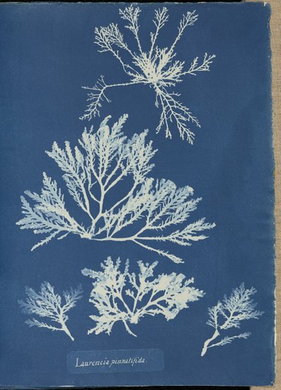  door Anna Atkins