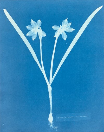 Leucojam Varium door Anna Atkins