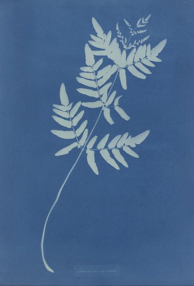 Osmunda Rigalis (Australië) door Anna Atkins