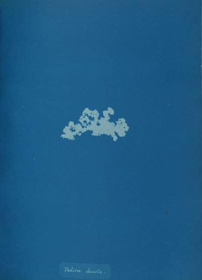 Padina deusta, ca. 1853 door Anna Atkins