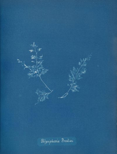 Polysiphonia Brodiæi, ca. 1853 door Anna Atkins