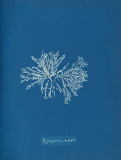 Polysiphonia cristata door Anna Atkins