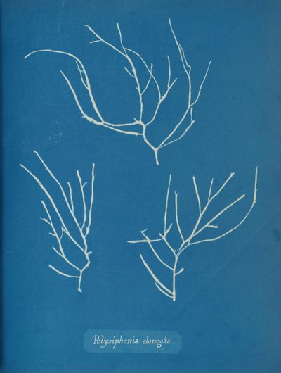 Polysiphonia elongata, ca. 1853 door Anna Atkins