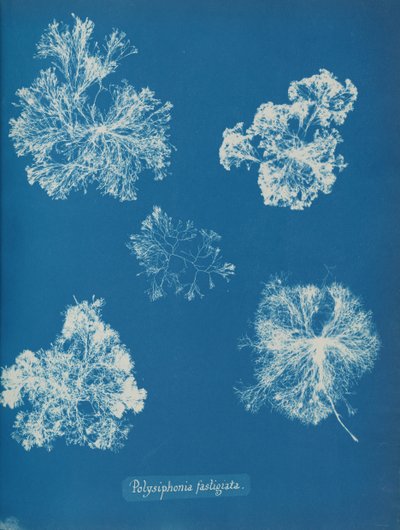 Polysiphonia fastigiata, ca. 1853 door Anna Atkins