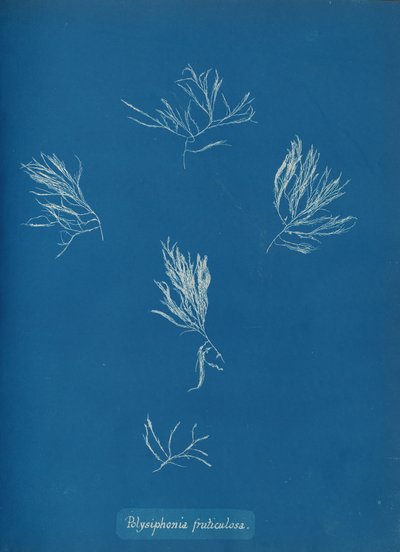 Polysiphonia fruticulosa door Anna Atkins