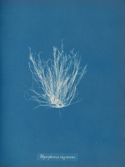 Polysiphonia nigrescens, ca. 1853 door Anna Atkins