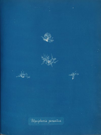 Polysiphonia parasitica door Anna Atkins