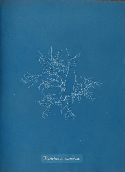 Polysiphonia subulifera door Anna Atkins