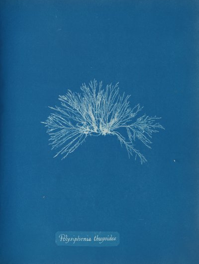 Polysiphonia thuyoides, ca. 1853 door Anna Atkins