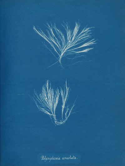 Polysiphonia urceolata, ca. 1853 door Anna Atkins