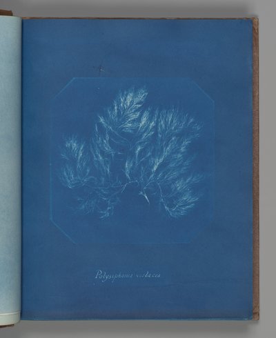 Polysiphonia violacea door Anna Atkins