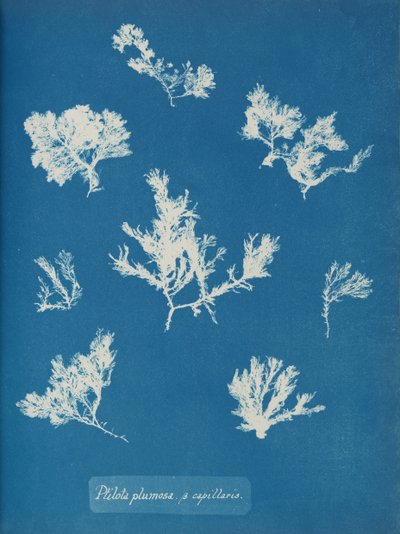 Ptilota plumosa. ß capillaris, ca. 1853 door Anna Atkins