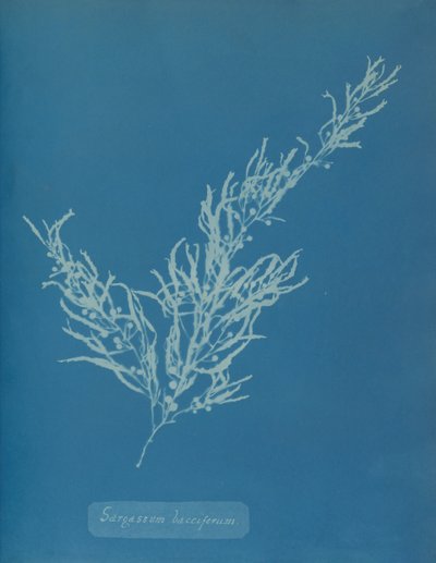 Sargassum bacciferum door Anna Atkins