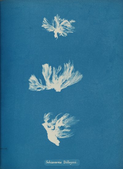 Schizonema Dillwynii, ca. 1853 door Anna Atkins