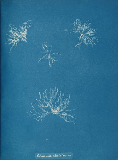 Schizonema helminthosum door Anna Atkins