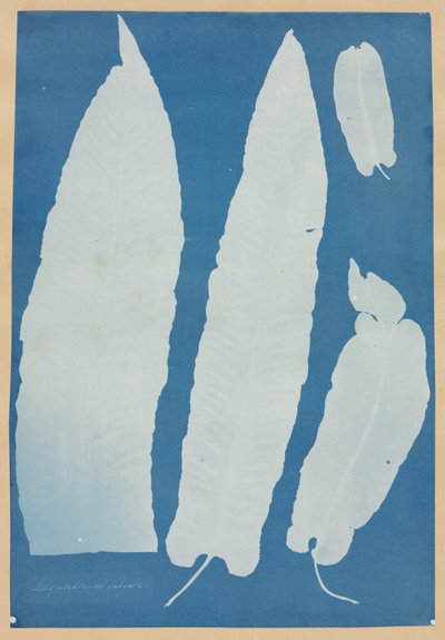 Scolopendrium Vulgare, 1852-1854 door Anna Atkins