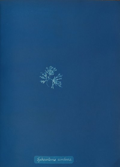Sphacelaria cirrhosa, ca. 1853 door Anna Atkins