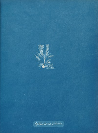 Sphacelaria filicina door Anna Atkins