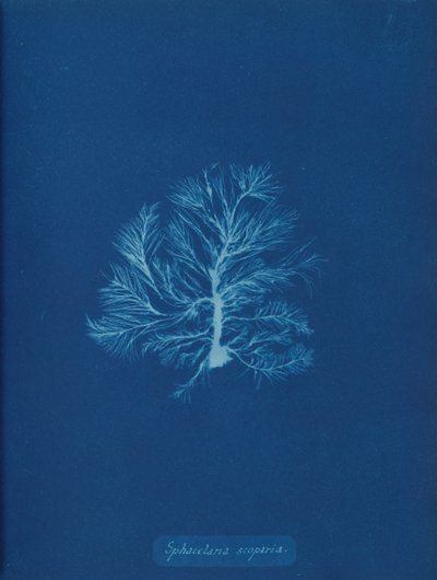 Sphacelaria scoparia, ca. 1853 door Anna Atkins