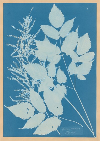  door Anna Atkins