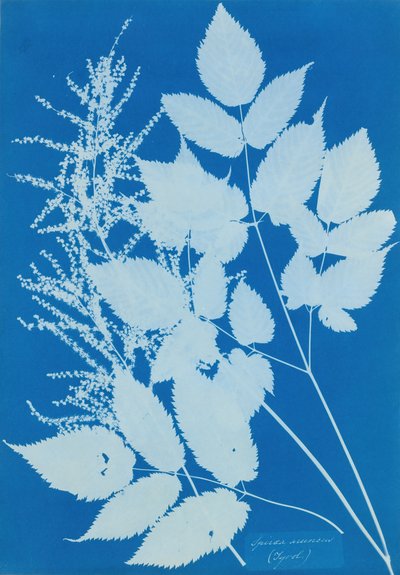 Spiraea aruncus Tirol door Anna Atkins