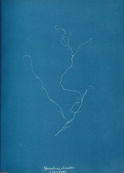 Sporochnius rhizodes ß paracloxa, ca. 1853 door Anna Atkins