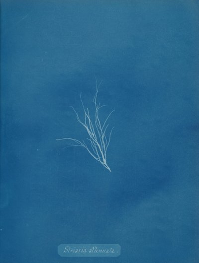 Striaria attenuata door Anna Atkins