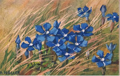 Blauwe valeriaan, ansichtkaart, 1940s door Anna Haller