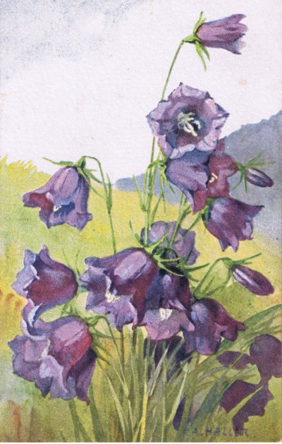 Blauwe bloem, ansichtkaart, jaren 1940 door Anna Haller