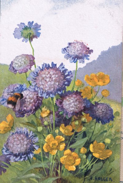 Boterbloemen; Korenbloemen en Bij, Ansichtkaart, 1940s door Anna Haller
