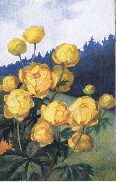 Gele bloem, ansichtkaart, 1940s door Anna Haller