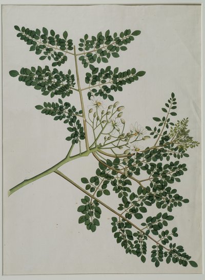 Moringa oleifera, ook wel mierikswortelboom of drumstickboom genoemd door Anna Maria Jones