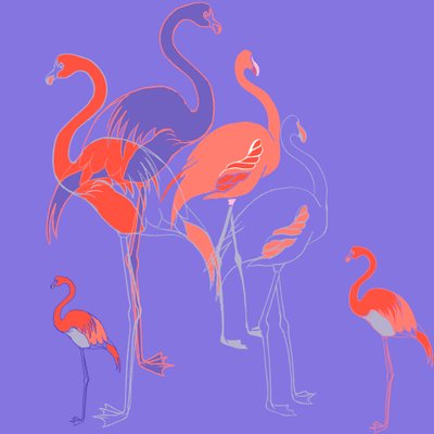 Flamingo