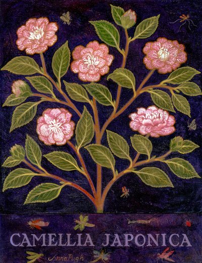 Camellia door Anna Pugh