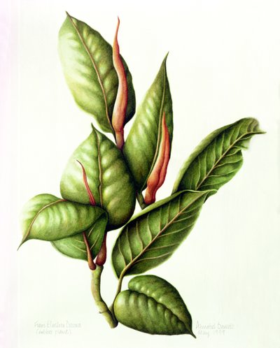 Rubberplant, 1999 door Annabel Barrett