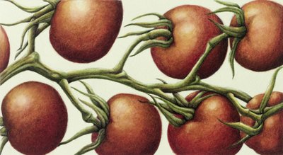 Tomatenrank, 1999 door Annabel Barrett