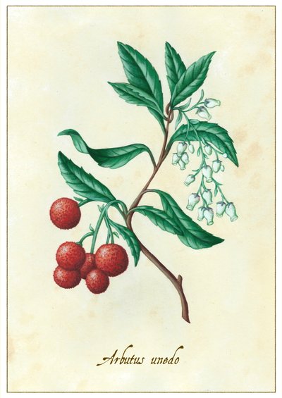 Arbutus unedo door Annalisa Morrocco
