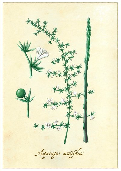Asparagus Acutifolius door Annalisa Morrocco